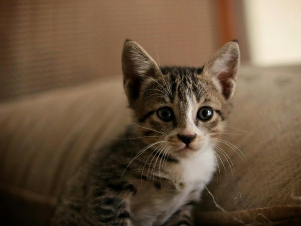 Revolutionary Approaches: How UK Researchers are Uncovering Urban Hedgehog Population Trends