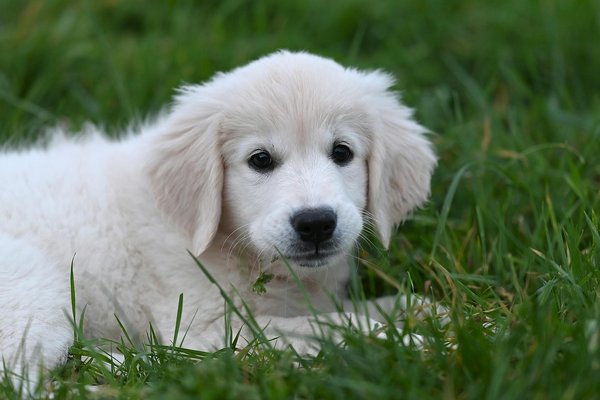 Creating a Secure and Enriching Habitat for Your Ferret in a UK Apartment